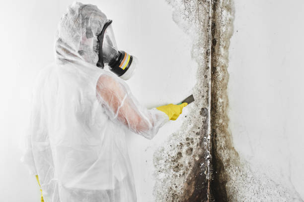 Best Mold Testing  in Waynesboro, VA