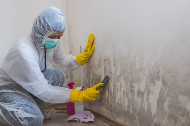 Best Mold Testing and Removal  in Waynesboro, VA
