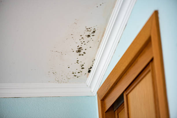 Best Toxic Mold Removal  in Waynesboro, VA