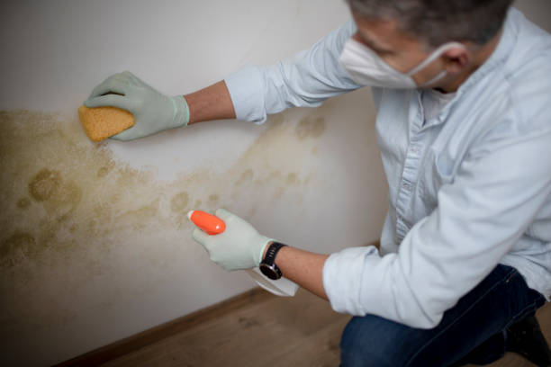 Mold Testing and Removal in Waynesboro, VA