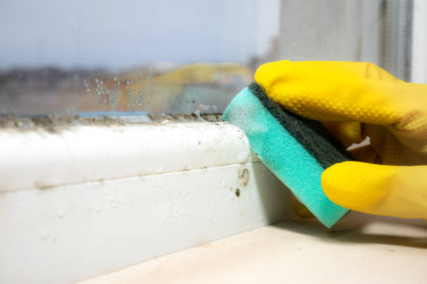 Best Home Mold Removal  in Waynesboro, VA