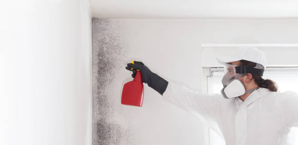 Best Affordable Mold Removal  in Waynesboro, VA
