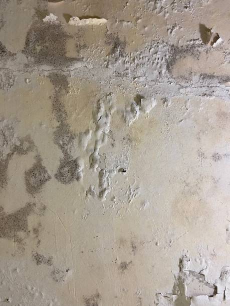 Best Professional Mold Removal  in Waynesboro, VA