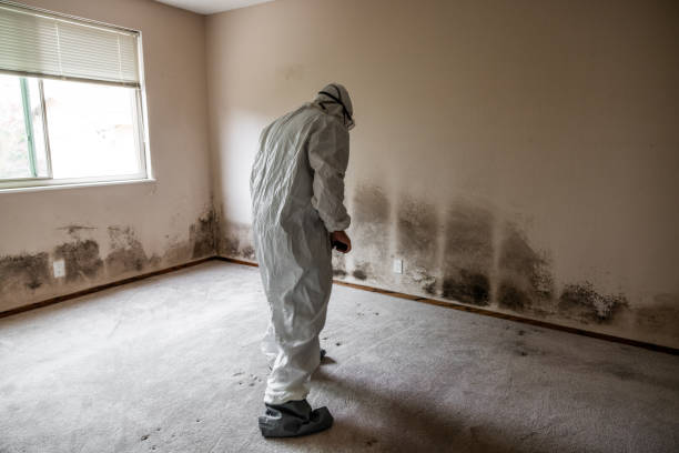Best Mold Cleaning Services  in Waynesboro, VA
