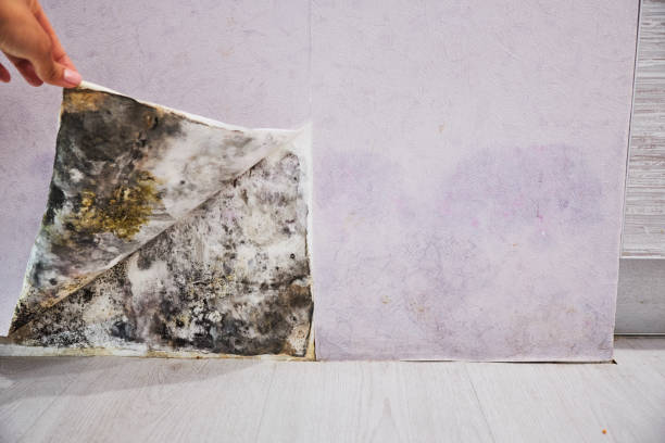 Best Mold Damage Repair  in Waynesboro, VA